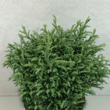 Hernesypressi Lieve
