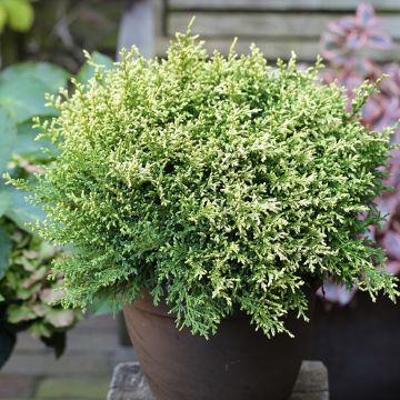 Hernesypressi Plumosa Compressa