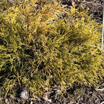 Hernesypressi Sungold