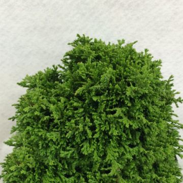 Hernesypressi Tsukumo