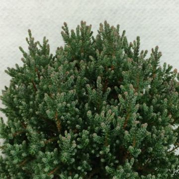 Pallosypressi Blue Rock