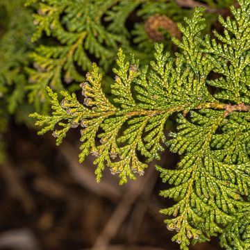 Hernesypressi Golden Pincushion