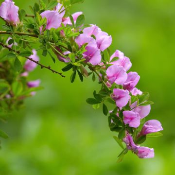 Punavihma - Chamaecytisus purpureus