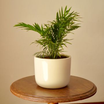Sirovuoripalmu - Chamaedorea elegans