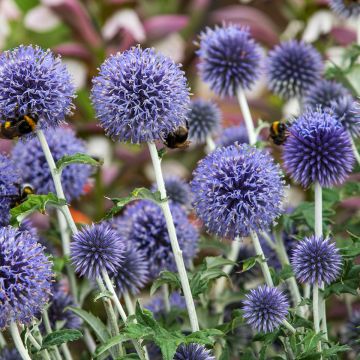 Otapallo-ohdake - Echinops ritro