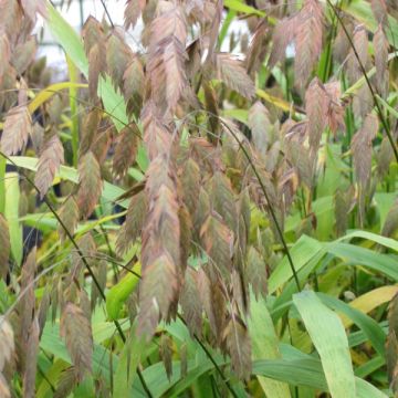 Nuokkutähkä - Chasmanthium latifolium