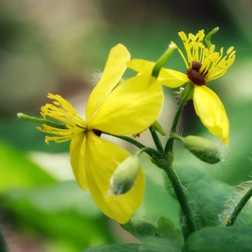 Keltamo luomu - Chelidonium majus