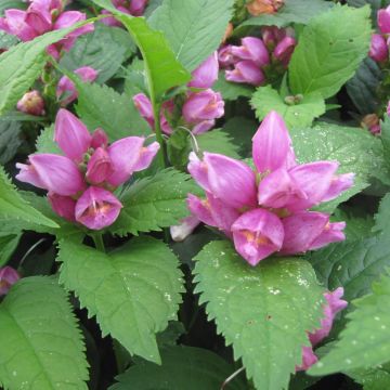 Lilakonnanyrtti - Chelone obliqua