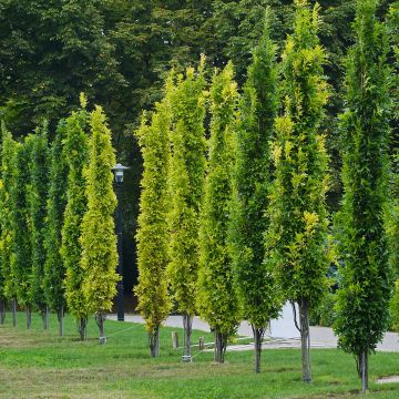 Otatammi Green Pillar