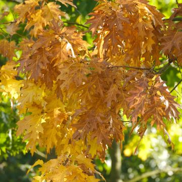 Otatammi - Quercus palustris
