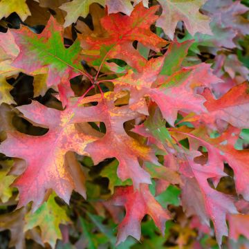 Otatammi Isabel
