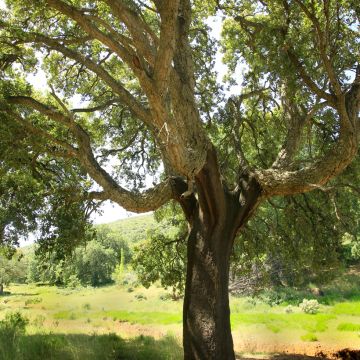 Korkkitammi - Quercus suber