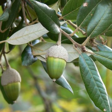 Rautatammi - Quercus ilex