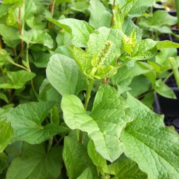 Hyvänheikinsavikka - Chenopodium bonus-henricus