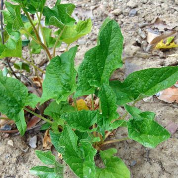 Chenopodium bonus-henricus - Hyvänheikinsavikka