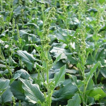 Hyvänheikinsavikka taimena - Chenopodium bonus-henricus