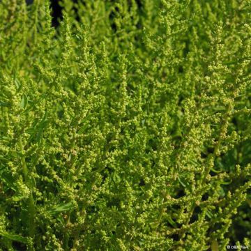 Sitruunasavikka - Dysphania ambrosioides