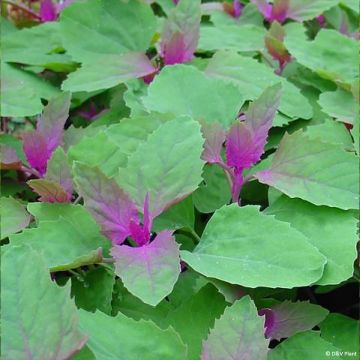 Jättisavikka - Chenopodium giganteum