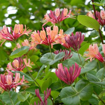 Koreaköynnöskuusama - Lonicera x heckrottii