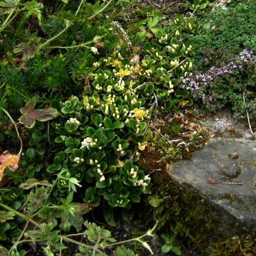 Krypande kaprifol - Lonicera crassifolia