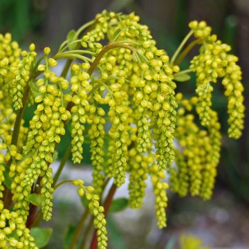 Kultakaari - Chiastophyllum oppositifolium