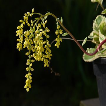 Kultakaari Variegatum