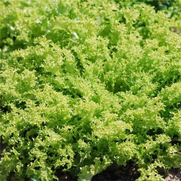 Kähäräendiivi Grosse Pancalière luomu - Ferme de Sainte Marthe