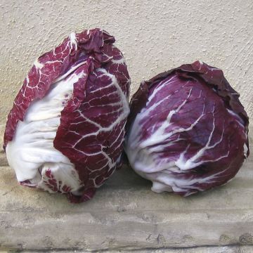 Sikuri Rossa di Verona luomu