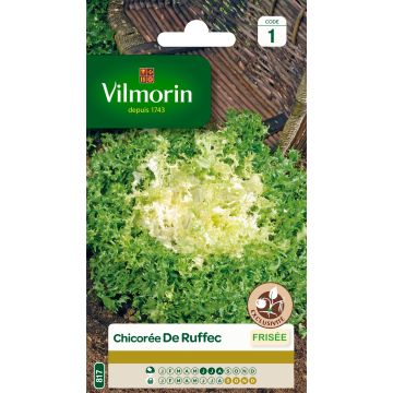Kähäräendiivi de Ruffec - Vilmorin