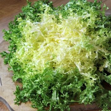Kähäräendiivi Grosse Pancalière luomu