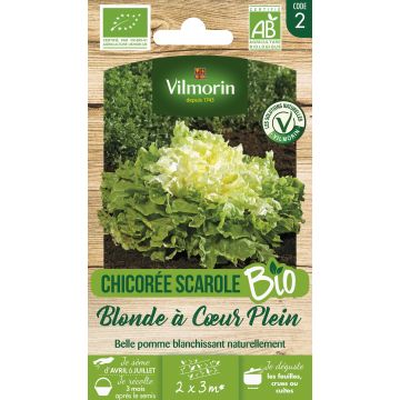 Siloendiivi Blonde à coeur plein luomu - Vilmorin
