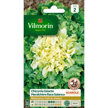 Siloendiivi jätti Salanca - Vilmorin