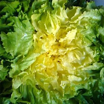 Siloendiivi Grosse Bouclée Bovary - Ferme de Sainte Marthe