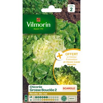 Siloendiivi iso kierteinen 2 - Vilmorin