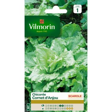Siloendiivi Cornet d'Anjou - Vilmorin