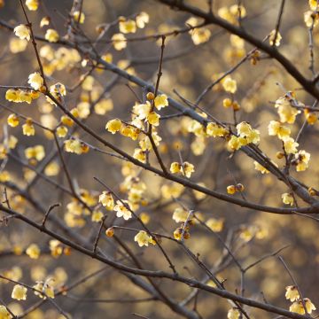 Tuoksutalvenlahja - Chimonanthus praecox