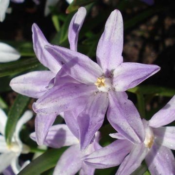 Kirjokevättähti Violet Beauty