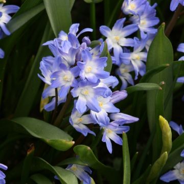 Kirjokevättähti Blue Giant