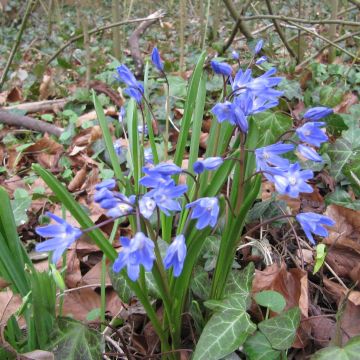 Kirjokevättähti - Chionodoxa forbesii