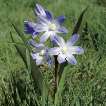 Isokevättähti - Scilla luciliae