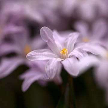 Isokevättähti Rosy Queen