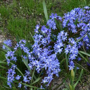 Sinikevättähti - Chionodoxa sardensis