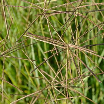 Viuhkaheinä - Chloris distichophylla