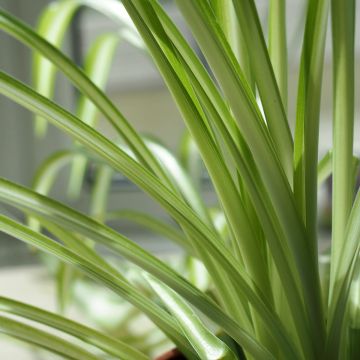 Rönsylilja - Chlorophytum nepalense