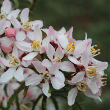 Koisi Apple Blossom