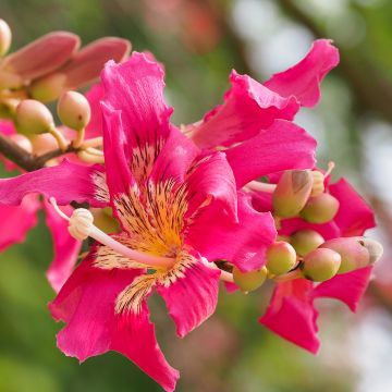 Pullokapokkipuu - Ceiba speciosa