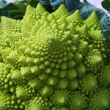Kukkakaali Romanesco