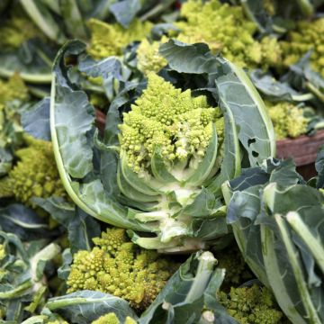 Kukkakaali Romanesco - Vilmorin