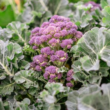 Parsakaali Summer Purple