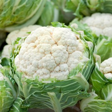 Kukkakaali Extra-Hâtif d'Angers - Ferme de Sainte Marthe